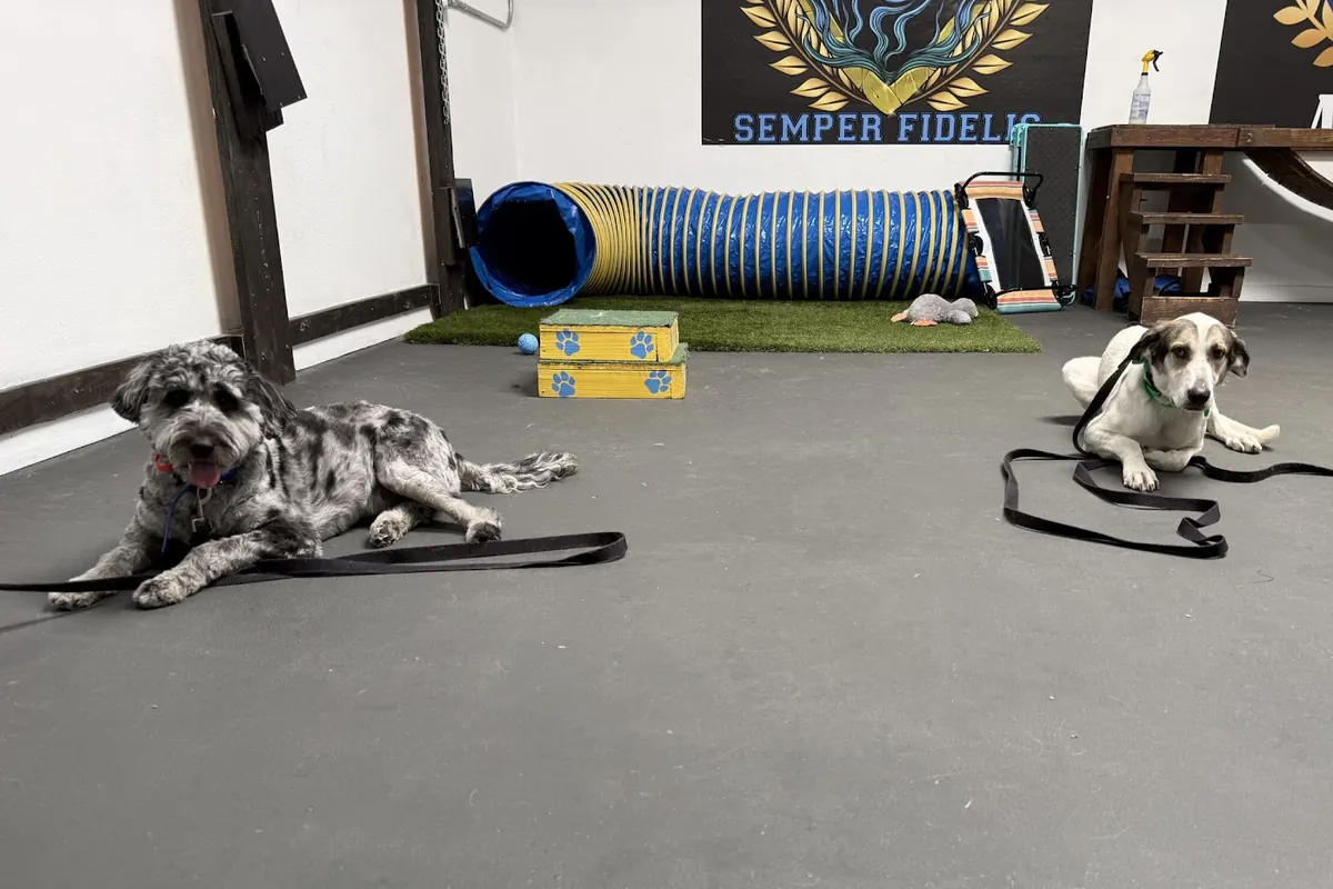Two dogs holding a calm down-stay side by side on the Epic Dog Academy training floor