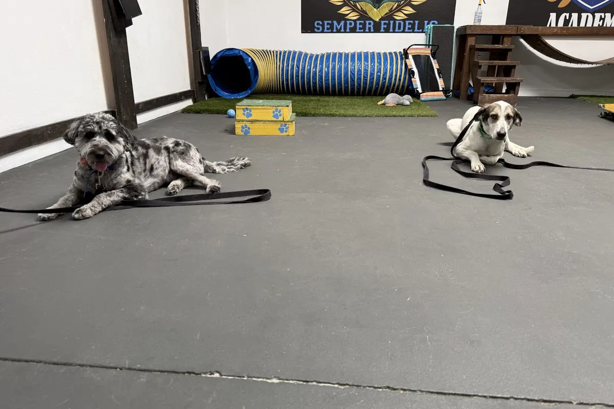 Two dogs holding a calm down-stay side by side on the Epic Dog Academy training floor