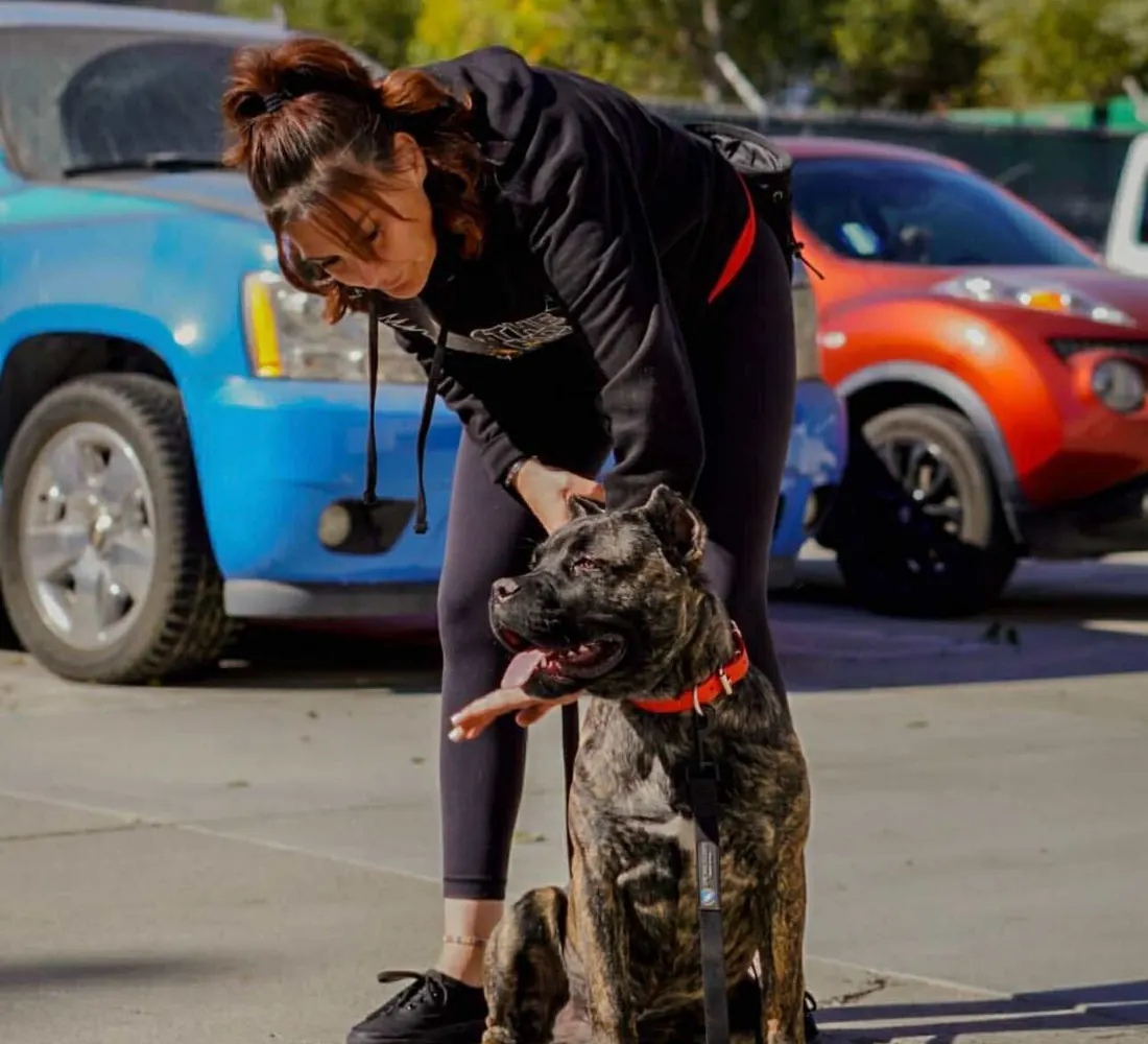 An Epic Dog Academy trainer working a large cane corso on leash
