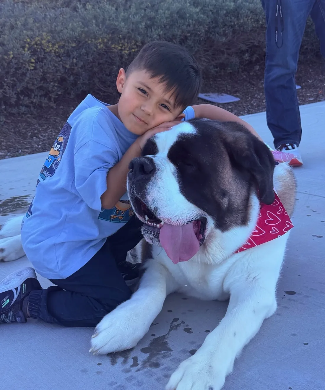 A young boy hugging his family's Saint Bernard