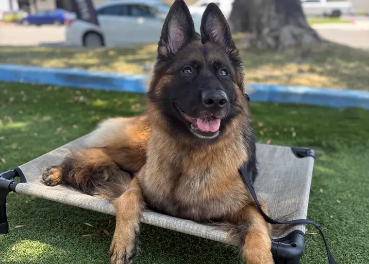 A German Shepherd holding a calm down on a place cot at Epic Dog Academy