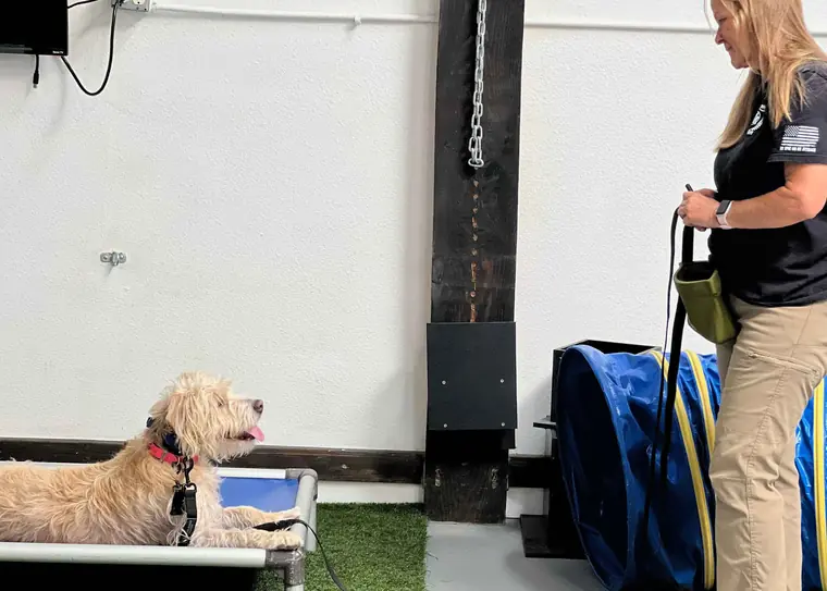 An Epic Dog Academy trainer working a dog on a place cot inside the Temecula facility