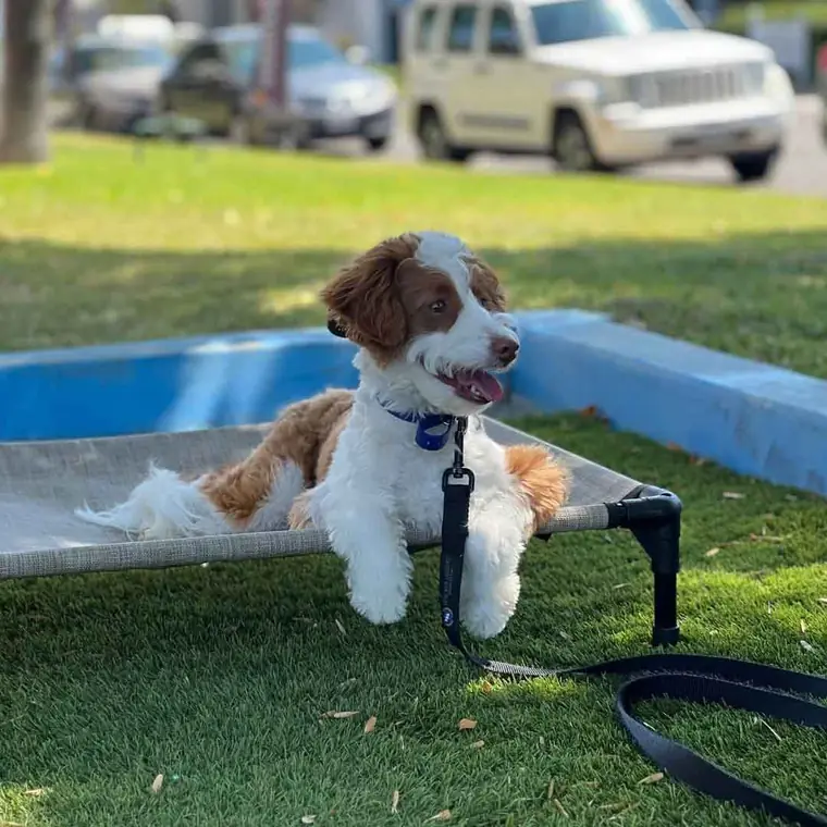 A young doodle holding a place command on a raised cot outdoors