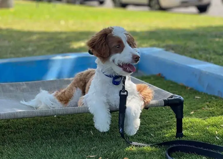 A young doodle holding a place command on a raised cot outdoors
